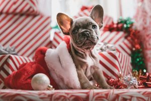 12 Days of Christmas Quotes for Kids | Inspirational Quotes