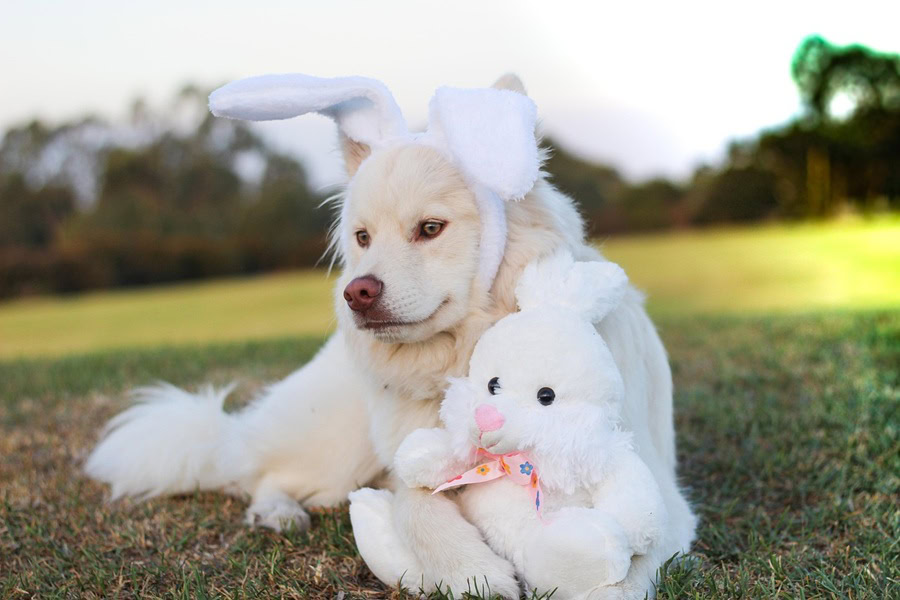 Easter Egg Hunt Ideas for Toddlers a Large Dog with Bunny Ears On Holding a Plush Bunny In Its Paws